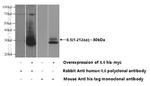 IL-6 Antibody in Western Blot (WB)