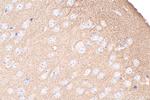 EPHA4 Antibody in Immunohistochemistry (Paraffin) (IHC (P))