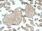 EDRF1 Antibody in Immunohistochemistry (Paraffin) (IHC (P))