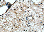 EDRF1 Antibody in Immunohistochemistry (Paraffin) (IHC (P))