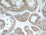 EDRF1 Antibody in Immunohistochemistry (Paraffin) (IHC (P))