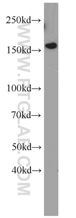 EDRF1 Antibody in Western Blot (WB)