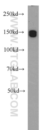 EDRF1 Antibody in Western Blot (WB)