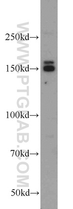 EDRF1 Antibody in Western Blot (WB)