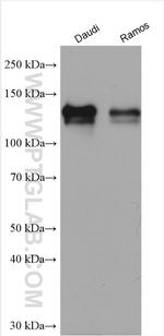 CD22 Antibody in Western Blot (WB)