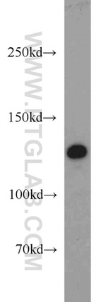 ZBTB38 Antibody in Western Blot (WB)