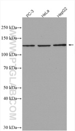 ZBTB38 Antibody in Western Blot (WB)