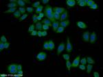 OAS3 Antibody in Immunocytochemistry (ICC/IF)