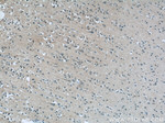 OAS3 Antibody in Immunohistochemistry (Paraffin) (IHC (P))