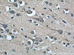 OAS3 Antibody in Immunohistochemistry (Paraffin) (IHC (P))