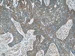 OAS3 Antibody in Immunohistochemistry (Paraffin) (IHC (P))