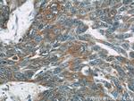 OAS3 Antibody in Immunohistochemistry (Paraffin) (IHC (P))