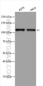 OAS3 Antibody in Western Blot (WB)