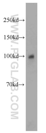 OAS3 Antibody in Western Blot (WB)