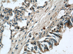 LGI3 Antibody in Immunohistochemistry (Paraffin) (IHC (P))