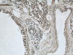 LGI3 Antibody in Immunohistochemistry (Paraffin) (IHC (P))