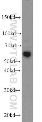 LGI3 Antibody in Western Blot (WB)