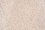 GRIN2B Antibody in Immunohistochemistry (Paraffin) (IHC (P))