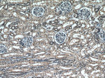 VMA21 Antibody in Immunohistochemistry (Paraffin) (IHC (P))