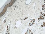 VMA21 Antibody in Immunohistochemistry (Paraffin) (IHC (P))