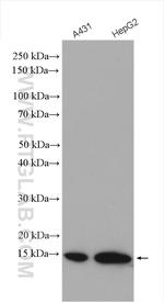 VMA21 Antibody in Western Blot (WB)