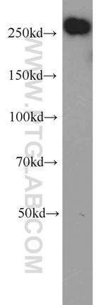 ACC1 Antibody in Western Blot (WB)