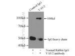 VAV2 Antibody in Immunoprecipitation (IP)