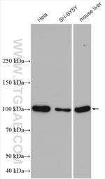 VAV2 Antibody in Western Blot (WB)