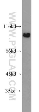 VAV2 Antibody in Western Blot (WB)