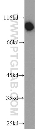 VAV2 Antibody in Western Blot (WB)