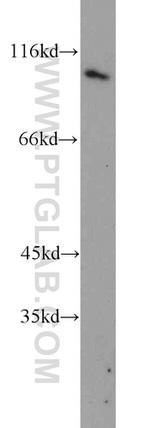 VAV2 Antibody in Western Blot (WB)