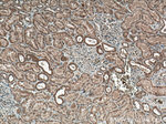 Sclerostin Antibody in Immunohistochemistry (Paraffin) (IHC (P))