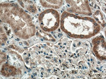 Sclerostin Antibody in Immunohistochemistry (Paraffin) (IHC (P))