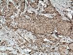 Sclerostin Antibody in Immunohistochemistry (Paraffin) (IHC (P))