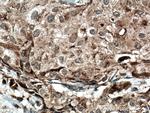 Sclerostin Antibody in Immunohistochemistry (Paraffin) (IHC (P))