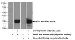 Sclerostin Antibody in Western Blot (WB)