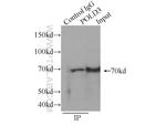 POLD3 Antibody in Immunoprecipitation (IP)