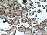 SH3BGRL2 Antibody in Immunohistochemistry (Paraffin) (IHC (P))