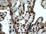 SH3BGRL2 Antibody in Immunohistochemistry (Paraffin) (IHC (P))