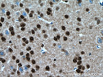 SH3BGRL2 Antibody in Immunohistochemistry (Paraffin) (IHC (P))