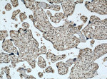 SH3BGRL2 Antibody in Immunohistochemistry (Paraffin) (IHC (P))