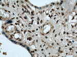 SH3BGRL2 Antibody in Immunohistochemistry (Paraffin) (IHC (P))