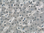 SH3BGRL2 Antibody in Immunohistochemistry (Paraffin) (IHC (P))