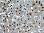 SH3BGRL2 Antibody in Immunohistochemistry (Paraffin) (IHC (P))