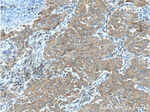 UCN Antibody in Immunohistochemistry (Paraffin) (IHC (P))