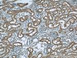 FTCD Antibody in Immunohistochemistry (Paraffin) (IHC (P))