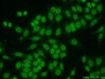 SP1 Antibody in Immunocytochemistry (ICC/IF)