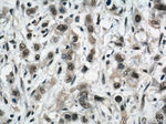 SP1 Antibody in Immunohistochemistry (Paraffin) (IHC (P))