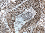 SP1 Antibody in Immunohistochemistry (Paraffin) (IHC (P))