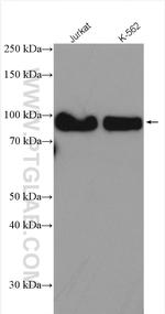 SP1 Antibody in Western Blot (WB)